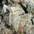 Thca Small Granny Panties 100G
